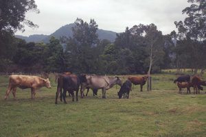 Waymount Farm Berr - Contact Us