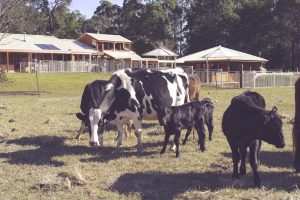 Waymount Farm - Grounds 01