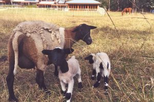 Waymount Farm - The Grounds 04